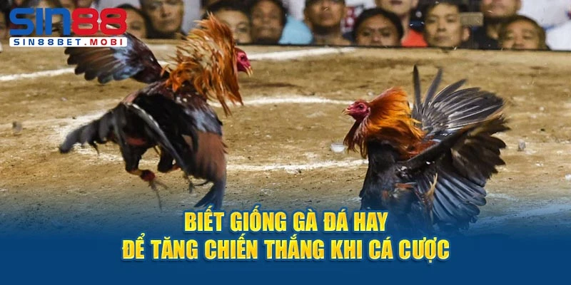 Biết giống gà đá hay để tăng chiến thắng khi cá cược