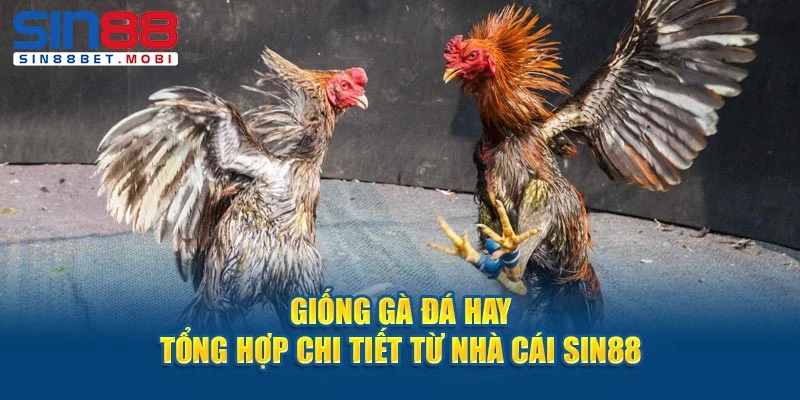 giống gà đá hay sin88