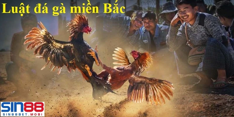 luật đá gà miền bắc