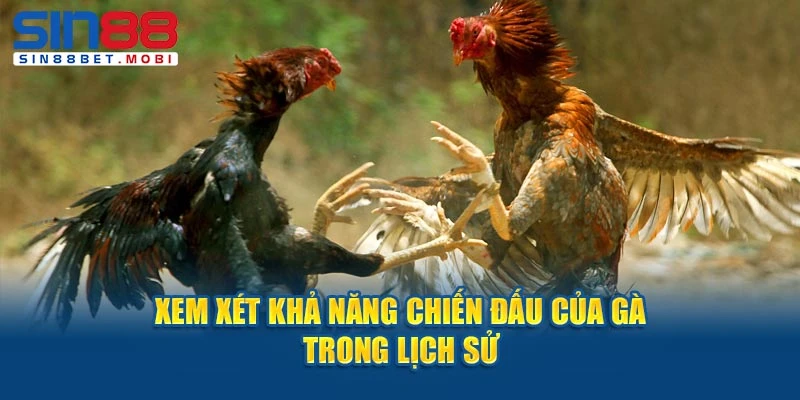 Xem xét khả năng chiến đấu của gà trong lịch sử